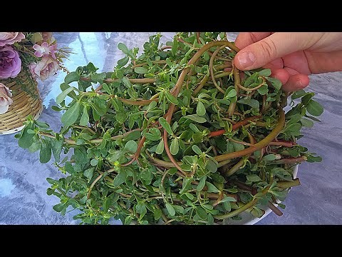 My grandmother taught me how to cook purslane so it tastes even better than meat!!