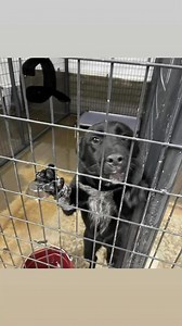 Jocko’s Journey: From Doggie Jail to Dream Life For far too long, Jocko sat in his kennel, watching as other dogs left with happy families while he remained behind. Days turned into weeks, and weeks into months. Still, he waited—his big brown eyes full of hope, his tail always wagging, ready for his turn. Then, one day, everything changed. A kind family saw past the bars of his kennel and into his heart. They saw the loyal companion, the loving soul, and the adventure buddy he was meant to be. W