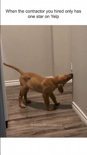 Puppy Keeps Eating My Walls! 😰