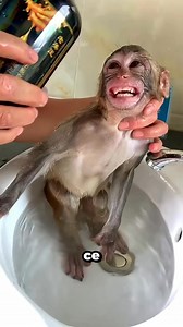 Ce bébé singe passe du rire aux larmes pendant son bain ! | Quiz Pro