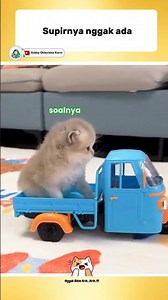 THE DRIVER ISN'T THERE!?😂 #funnyshorts #catlovers #funnycats #videoshorts #viral #comedy