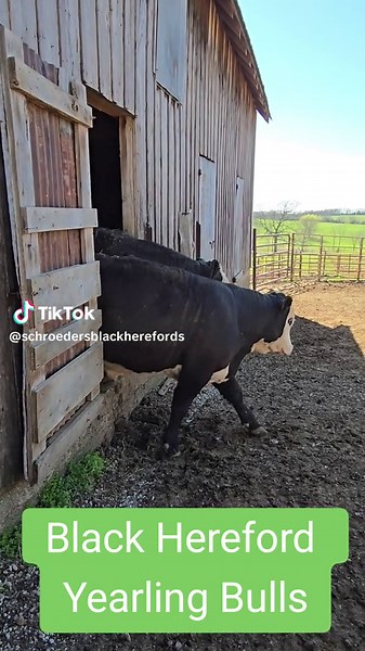 Black Hereford Yearling Bulls. These are not Baldys! SchroedersBlackHerefords.com. #SchroedersBlackHerefords #americanblackhereford #blackhereford #BlackHerefordBulls #BlackHerefordBullPen #ranchlife #bullpen