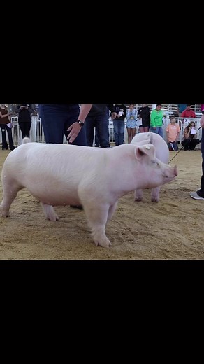 3.7K views · 51 reactions | The Exposition Chester gilts. #livestockjudging #showpig #chesterwhite #showhog | Livestockjudging.com | Facebook