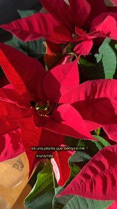 La Flor de Pascua vuelve cada diciembre para recordarnos lo esencial: la magia está en los pequeños gestos. Con sus colores vibrantes y su encanto artesanal, transforma cualquier rincón en un hogar lleno de luz y tradición. Roja, blanca o rosa… elige la que mejor hable de tu Navidad. Descubre más sobre esta planta aquí: https://www.interflora.es/blog/flor-de-pascua-icono-de-la-navidad/ | Interflora España