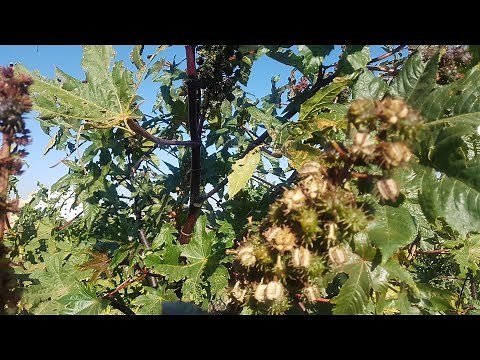 منافع شجرة حبة الملوك في المغرب الخروع "كرنك" castor oil plant
