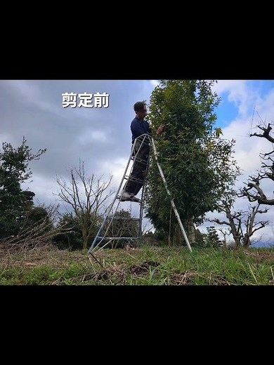 カシの剪定(カシノキ)透かし剪定 シラカシ アラカシ 常緑樹 庭木【庭師 造園 植木屋】職人 YouTube 天気 癒し系 春 村雨 盆栽 強剪定
