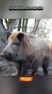 Animais Mutantes da cidade de Chernobyl | DuvidosoMundo