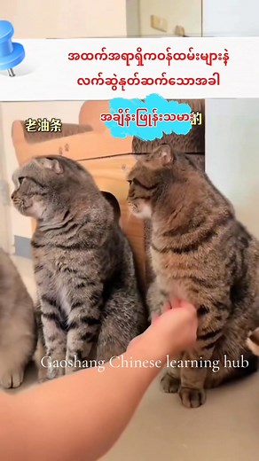 156K views · 5.1K reactions | Learning Chinese with cutie  #chineselanguagecourse #chineselanguage #foryou #fypage #petlovers #毛孩子 #fypageシ #pet #justforfun #cutebaby #cutebabyanimals #cats #catlovers #catlover #dogs #doglovers #dog #doglover | Gao Shang Chinese Learning Hub | Facebook