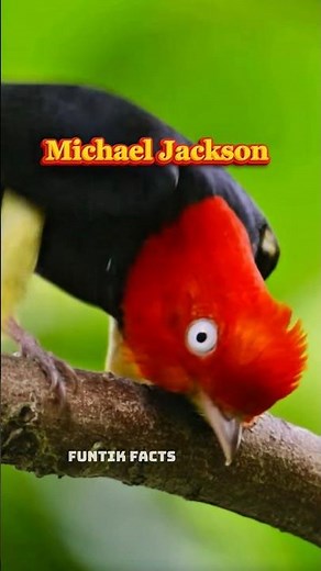 Moon Walking Bird | Red Capped Manakin