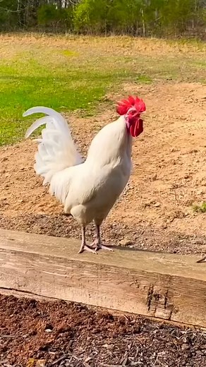 Rooster crow and cock a doodle doo! Funny chicken sounds #reelsvideoシ #reelsfbシ #reelsfypシ #fb #rooster #whitrooster #roostercrowing | Wild BIRDS
