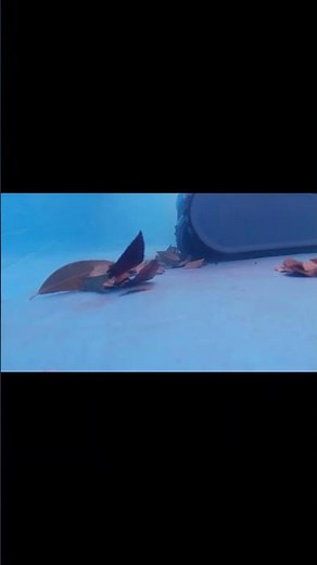 Discover the Aquajack 800: Revolutionary Cordless Robotic Pool Cleaner!