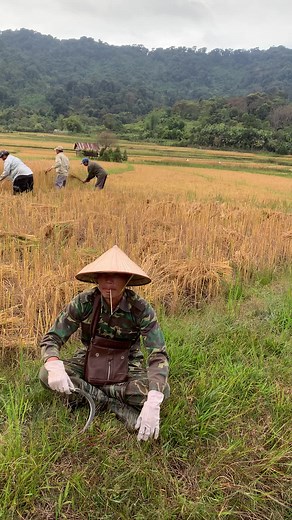 Rice Harvesting: A Glimpse into Traditional Practices