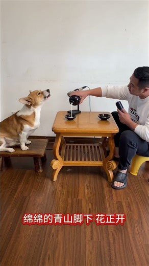 Have a drink and sing some karaoke with your dog #TechnicalPuppy #cute