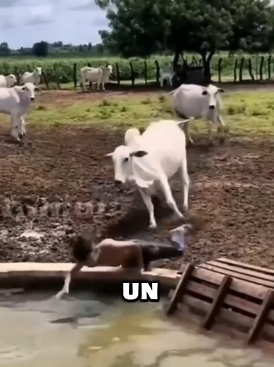 Diversion En El Campo #viralvideo #shors (@..?)