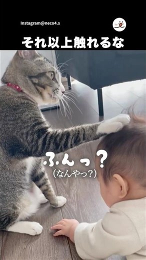白い靴下は触らせない｜PECO