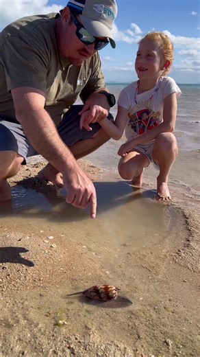 NEARLY STOOD ON A DEADLY CONE SNAIL. Found this awesome cone snail while walking around lowtide and had to teach the kids about them. #aussiemade #aussiebussiness #adventure #stonkaadventures #fishtok #deadly #deadlyanimalsofaustralia #shell #beach #whitsundays