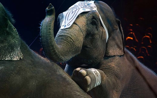 The Tragic Life and Legacy of Jumbo the Circus Elephant
