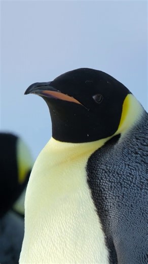 National Geographic Animals on Instagram: "Hatching an egg in the Antarctic wilderness requires a lot of synchronicity between emperor penguin parents, but practice makes perfect 🤍"