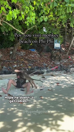 Crazy monkey 🙉 #monkey #monkeys #crazy #fyp #foryou | monkeys of TikTok