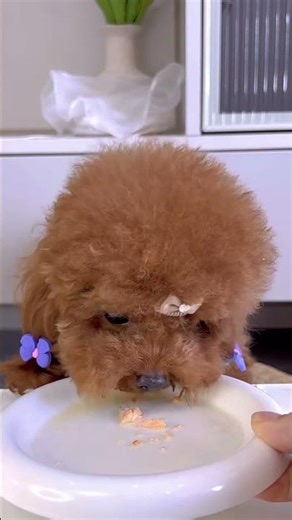 Dog Eating Chicken ASMR | Funny Dog Shorts Part 4 #dogshorts #dogeating #asmr #doglove #cutedog