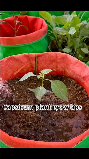 Capsicum plant grow tips using compost soil #capsicum #chilli #gardening #rooftopgarden #garden