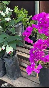 Springtime at the fair!