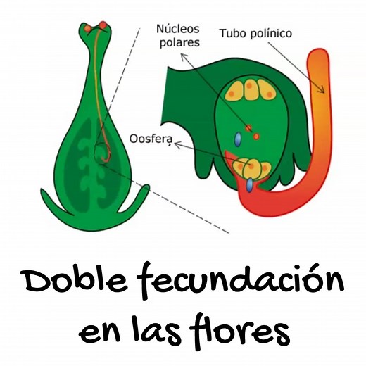 Doble Fecundación en Plantas: Proceso y Ejemplos