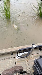 9.3K views · 8.4K reactions | My man just about clipped the Hummingbird 360 #bowfishing @oneidaeaglebows @muzzy.bowfishing @trackerboats | Chuck Belmore | Facebook