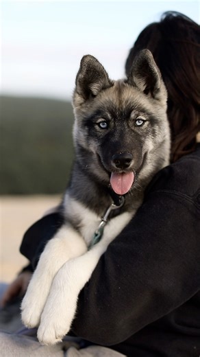 Time flies so fast 🐺🥺 #husky #siberianhusky #agoutihusky #huskysiberiano | Elevage zorsky - Sibérian Husky