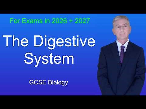 GCSE Biology Revision "The Digestive System"
