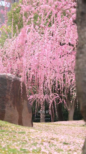 京都のここ、今見頃です‼︎