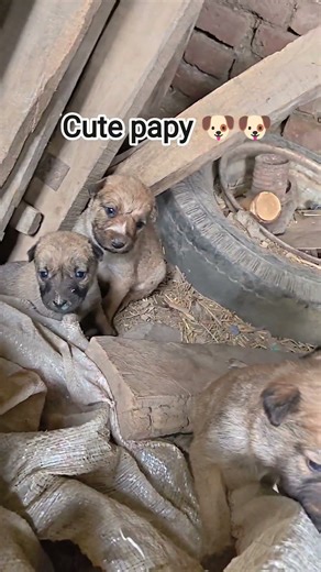 cute papy #viralvideo #papyg #dogs #said #trending #dogshorts #viraldog