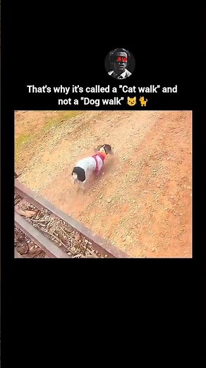 That’s Why It’s Called a Catwalk 😹🐈 | Not a Dog Walk! #cat #shorts