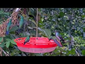 Rufous-tailed Hummingbirds Dip Bills At Panama Feeder At Canopy Tower – May 22, 2025