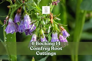 6 Bocking 14 Comfrey Root Cuttings to Grow | Unrooted Cuttings | Sterile Garden Plant - Etsy