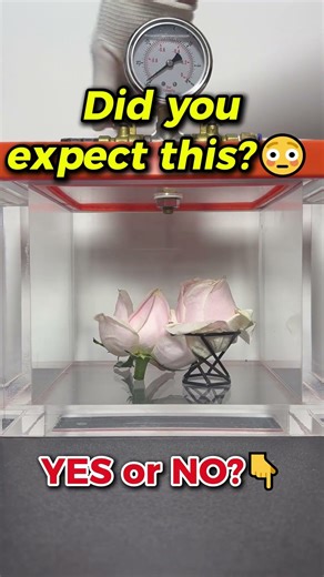 🔥 Vacuum vs Rose?! 😳( Will It Bloom or Collapse?)