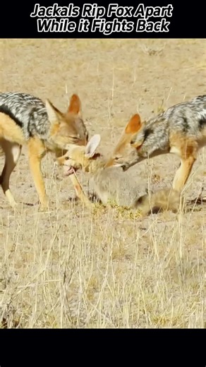 Jackals Attack Fox in a Brutal Fight | Animal Anime