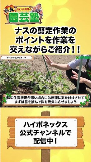【園芸の基本】猛暑に負けないナス🍆を塾長直伝の剪定テクニックで作る！〜埼玉県の圃場にお伺いして熱血講義してきました🔥〜【園芸塾】【ハイポネックス】