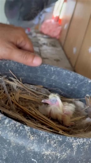 Eren Acil | Çak gariban değilmi🥰😁 #pigeon #güvercin #yavrukuş | Instagram
