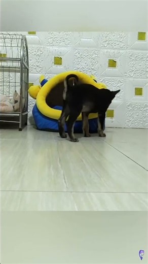 Heartwarming Puppy Rescue Moment