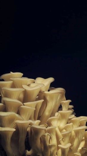 Did you know that oyster mushrooms are carnivorous?! 👀 They consume a species of tiny worms (known as nematodes) and bacteria – as well as rotting wood. Just one more reminder that nature is weird, brilliant, and full of surprises. 🍄 | WWF