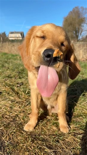 Zuko loves some snackies while walking 🥰 #goldenretriever #puppy #dog #funnypets