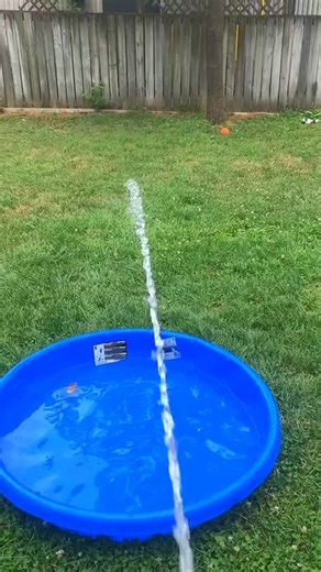 These dogs said bath time but make it chaos 💦🐶 I can’t stop laughing 😂#FunnyDogs #DogComedy #FYP #CuteDogs #USA