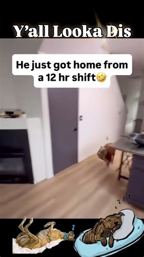 When I Say I’m Dog Tired💤🥱🐶 #Sleep #Tired #Nap #Dog #Trending #Funny #Relatable | Real Jbbrown