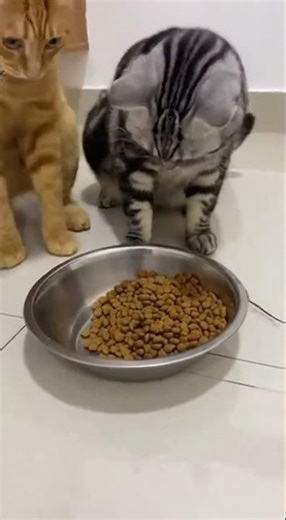 Table Manners Challenge: A Mouse Teaches Cats to Share