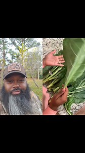 Now this is how you prepare authentic Eastern NC collards y'all!! These greens right here will go with anything or its own sammich! My auntie Spilling the Sweet Tea don't be playing. You continue to make the ENC proud! APPROVED!! | Chubbybeardbandit NC