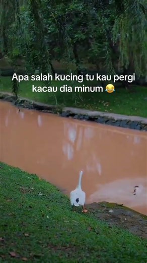 Kesian Kucing Tu