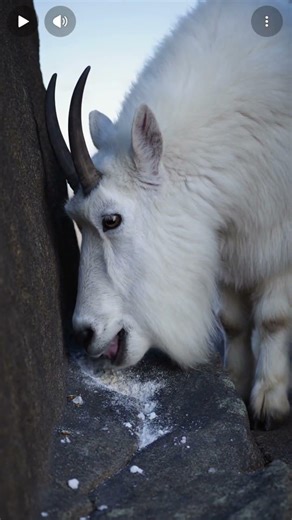 One Wrong Step = Instant Fall! Mountain Goats Leave the World Breathless