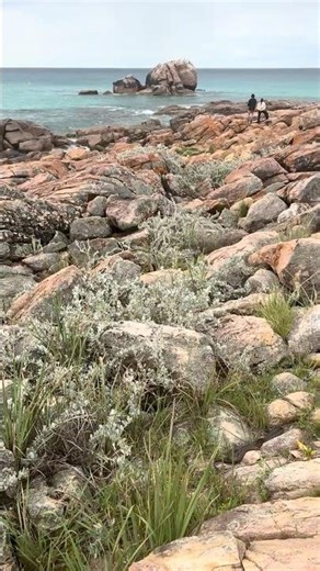 🐍🐳 Big snake and whale at the beach. Only in Australia! 😳