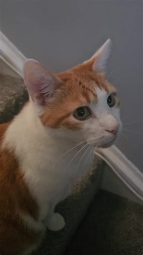 Ginger and Black Cats: The Cutest Rivalry